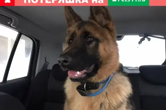 Найдена собака на Ярославском шоссе без адресника и клейма