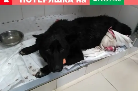 Собака Барон нуждается в финансовой помощи и новом доме (Волгоград)