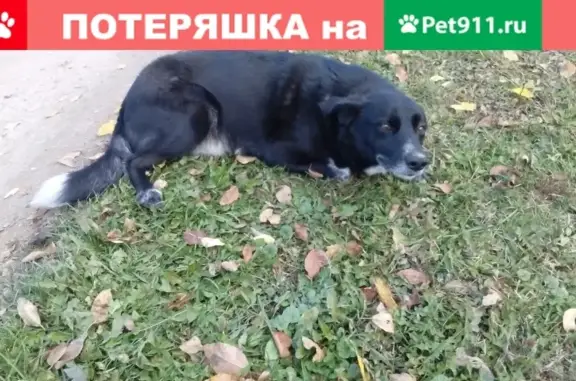 Пропала собака в Рузе: черный с белым хвостом и ошейником.