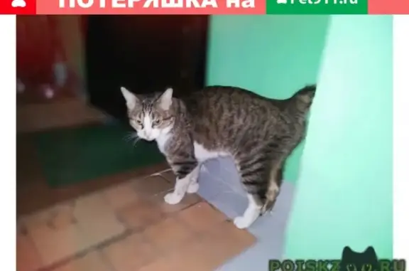 Найден кот в Москве, нуждается в заботе и любви
