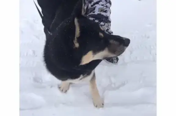 Найден пёс на остановке в Троице, Московская область