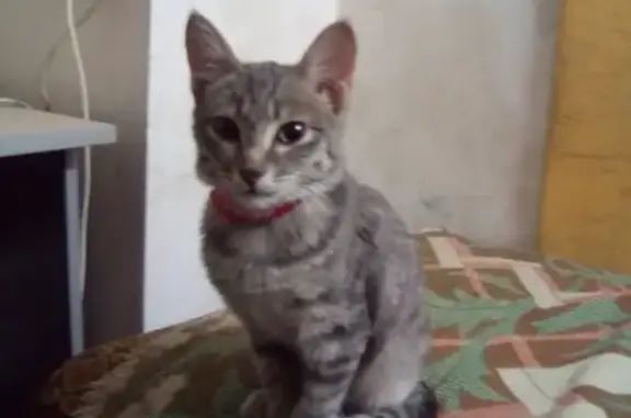 Кошка найдена в ТЦ Герцен Плаза, Омск