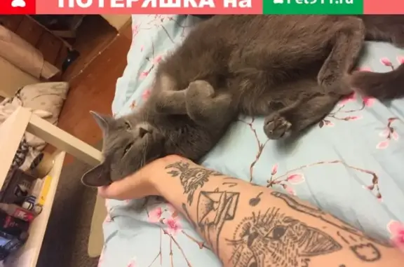 Пропала кошка в Казани с зелеными глазами