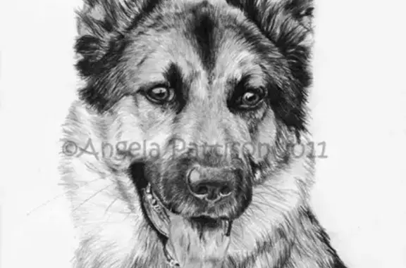 Собаки потеряшки, Астрахань, фото: Потеряшка овчарка Герда на ул. Берзина, помогите найти