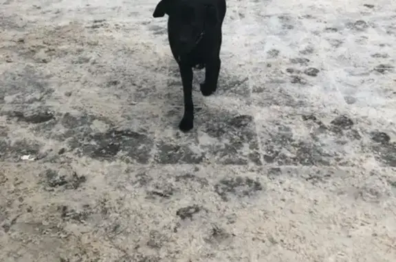 Найдена собака, Нижний Новгород, фото: Найдена собака в Н.Новгороде, ищем хозяина!