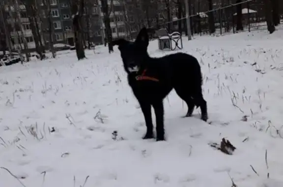 Пропала собака Чук в районе Сосновки, СПб