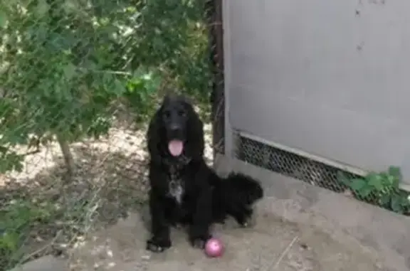 Пропала собака Боч на ул. Рабочая в Майкопе