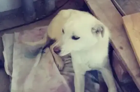 Найден щенок белого цвета в Вихоревке
