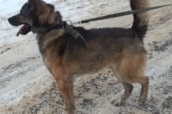 Найден пёс в Иваново с ошейником и сломанным карабином