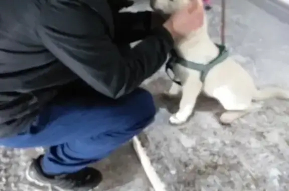 Пропала собака в Тобольске, срочно нужна помощь!