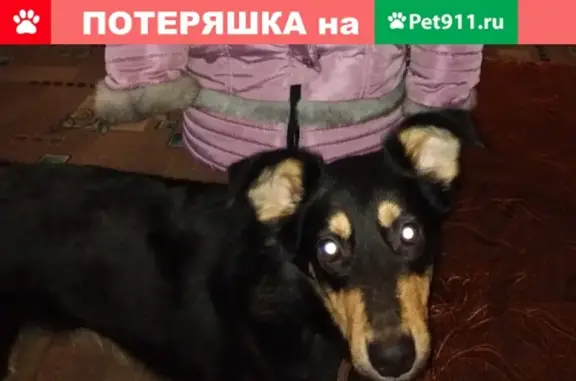 Пропала собака в Октябрьском районе, ищем Герда