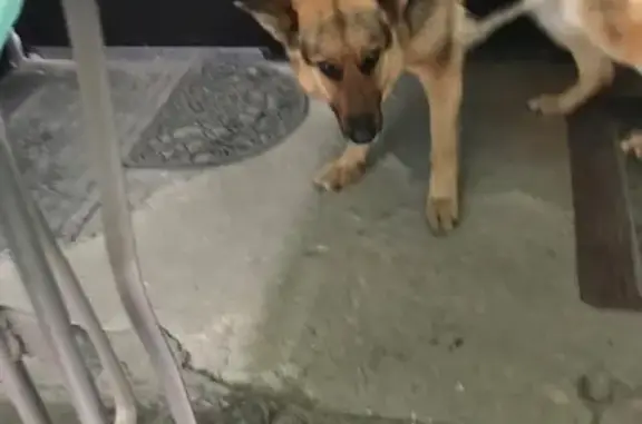 Найдена собака в Южно-Сахалинске