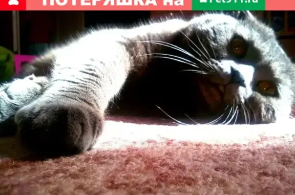 Пропала кошка в Новой Коле, Мурманская область!