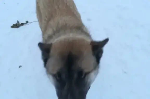 Найдена собака в деревне Бурцево