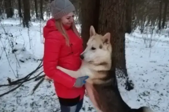 Пропала собака в Смоленске, район Хагена, без ошейника