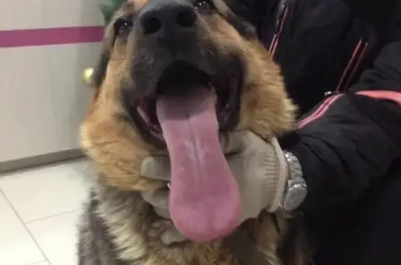 Собаки потеряшки, посёлок городского типа Локомотивный, фото: Потеряшка овчарка в Советском районе, пос. Локомотивный