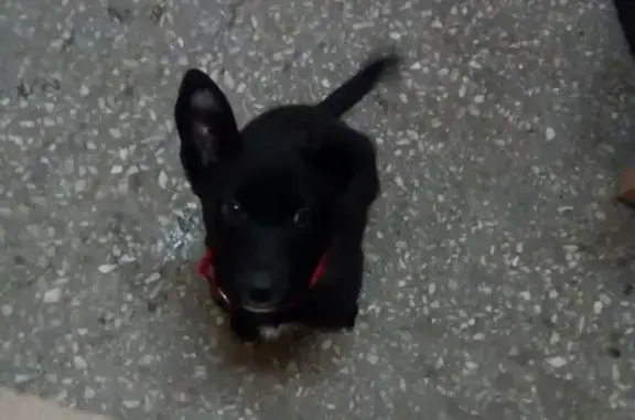Найден щенок на Домостроительной в Мурманске
