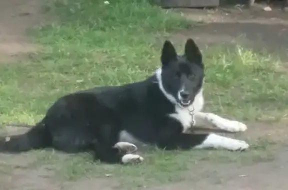 Пропала собака Буран в СНТ Садовод-1, Иркутская область