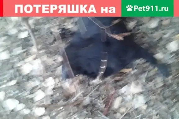 Найден щенок веселый с ошейником в Астрахани