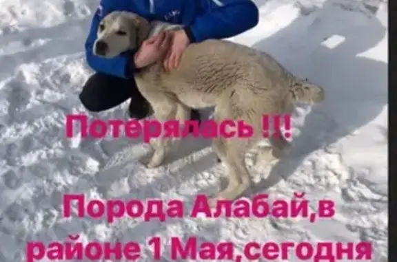 Пропала собака в Канске, Красноярский край