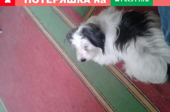 Пропала собака Пальма в Инте, Республика Коми