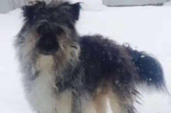 Пропала собака Филя в районе Семино, Березники