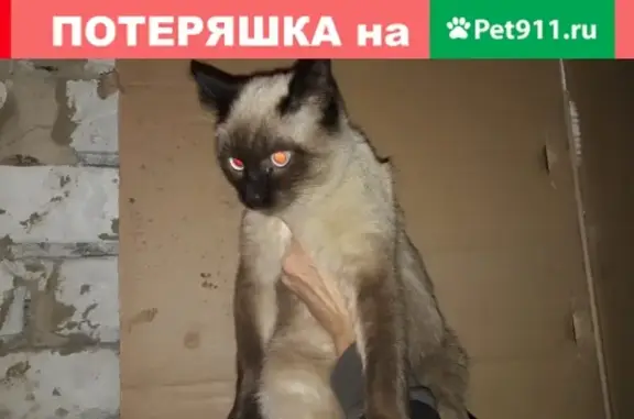 Найден сиамский котик на ул. Рылеева в Тамбове