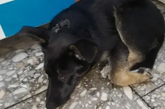 Найден щенок немецкой овчарки в Новокузнецке, Абашево