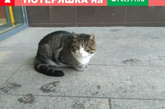 Пропала кошка в Приморском районе СПб