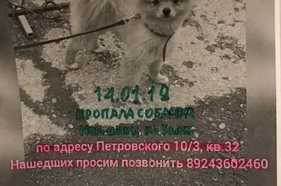 Пропал щенок Умка в Якутске, помогите найти!
