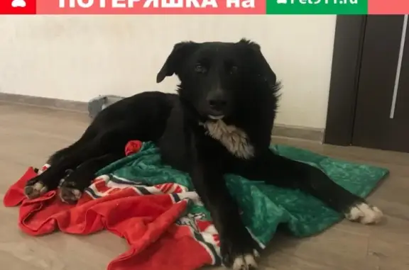 Найден пёс в Южном Бутово, возраст 2 года, спокойный и ласковый.