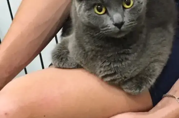 Кошки потеряшки, Выльгорт, фото: Потеряшка шотландская кошка в Выльгорте, Республика Коми