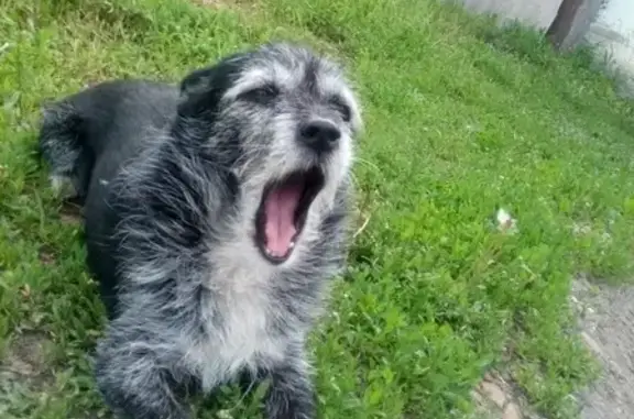 Пропала собака в Кемерово, помогите найти!
