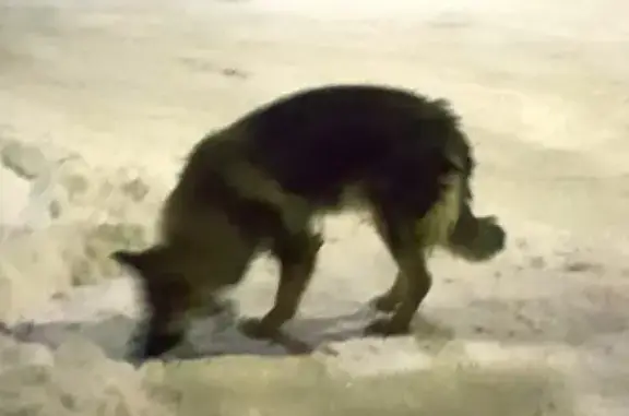Найдена собака в Мурманске на ул. Фадеев ручей без сопровождения