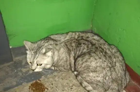 Найдена кошка на Ленинградском проспекте 21