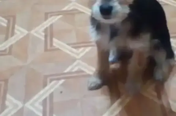 Собаки потеряшки, посёлок городского типа Холм-Жирковский, фото: Потеряшка маленькая собака в Холм-Жирковском посёлке