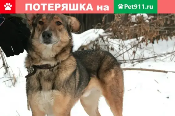 Пропала собака Финик в Култаево, ищем домой!