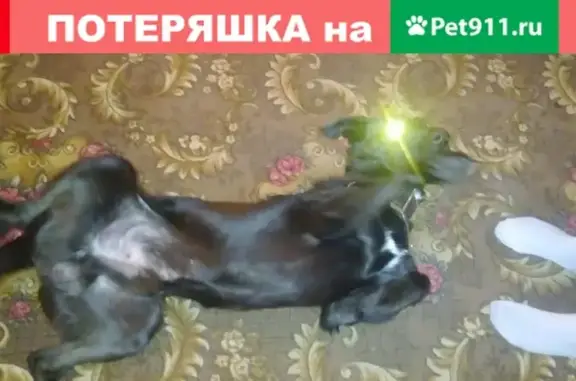 Пропал пёс Малёк в Петропавловске-Камчатском