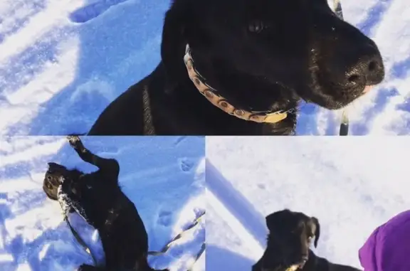 Пропала собака Тор в Игумново, Нижегородская область
