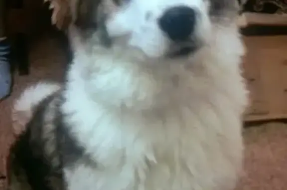 Собаки потеряшки, Тихорицы, фото: Потеряшка собака в пос. Тихорицы, нужна помощь