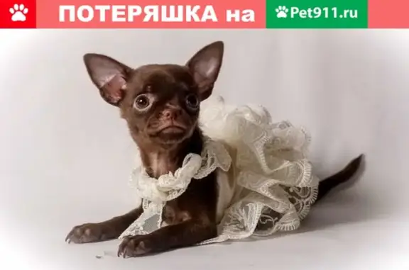 Собаки потеряшки, Липецк, фото: Потеряшка собака в ЛТЗ, возраст 1 год, Липецк