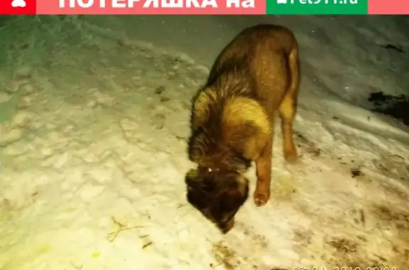 Найдена собака в Ногинске, ищем хозяина