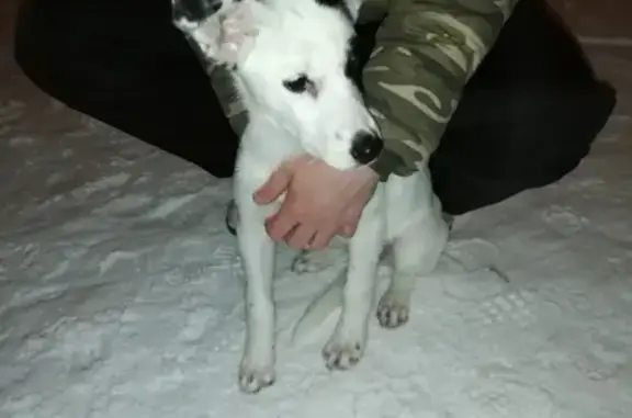 Найдена собака в Юнтоловском парке, СПб