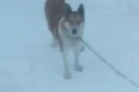Пропала собака Лайка в Удомле