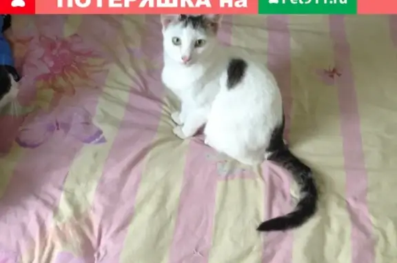 Пропал кот Тоша в Бугульме, Республика Татарстан