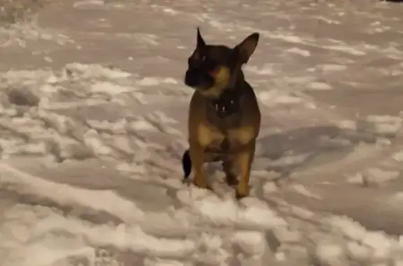 Найдена собака в Славянке, СПб