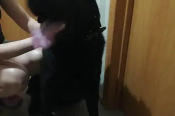 Найдена собака, посёлок Ивняки, фото: Найден домашний лабрадор в Ивняках