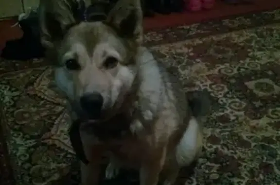 Собаки потеряшки, деревня Старое Село, фото: Потеряшка собака в Смоленской области, деревня Старое Село!