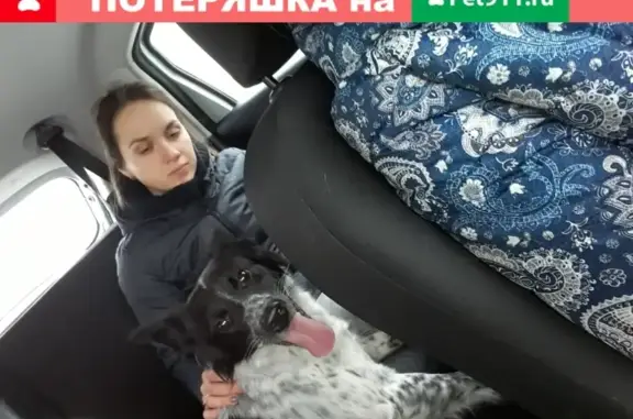 Найдена собака в Ногинске https://vk.com/id56803789