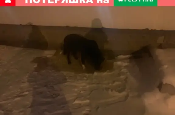 Найдена черная домашняя собака в Кунцево